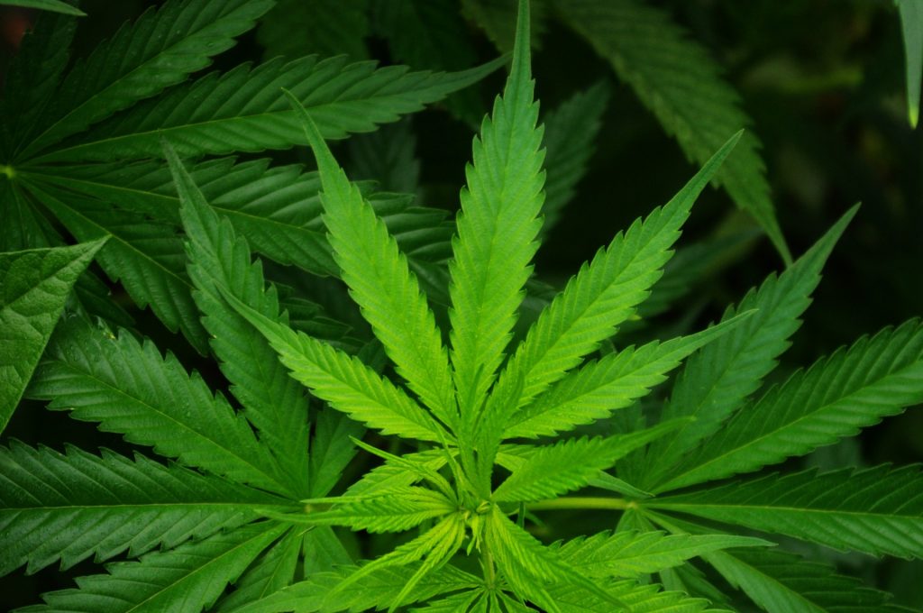 spatialstream for arcgis helps manage marijuana legalization